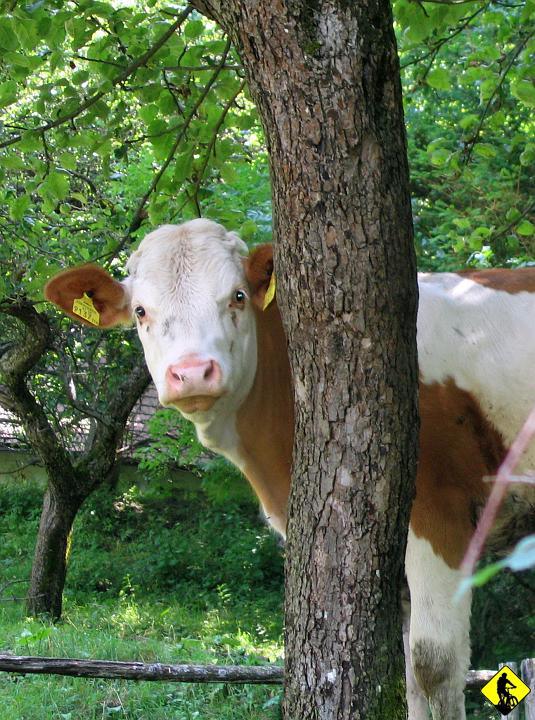 Karta1_ 107.jpg - Zjeżdżamy do Gloggnitz i tzw. minimum osiągnięte. Grupa uderza na basen, ja uderzam w teren (takie było założenie). Zaczyna się znajomo...